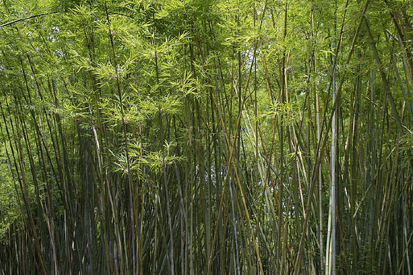 ï�ܵ�����