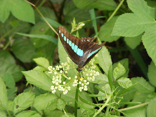 ���ɫ����