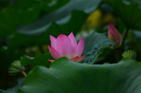 �����ɻ�����ͼƬ