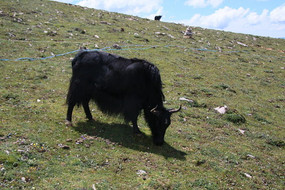 ɽ������ƺ�ϵĺ���ţ