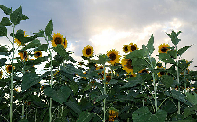 ϼ�����տ�