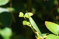 ƴ