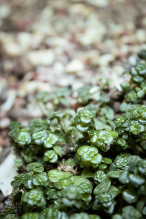 һ�ش��̵Ķ���ֲ��