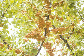 һشؽɫӹ
