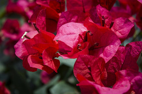 һ�����޵�Ҷ�ӻ�