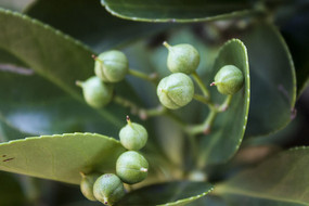 ֦ͷ����ɫ��ʵ