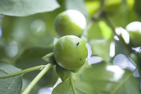 ֦ͷ��������