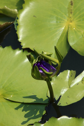 ��ɫ��Ҷ����