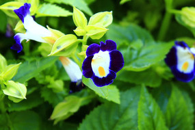 ��ɫ������