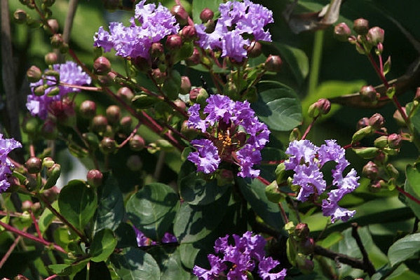 ��ɫС������