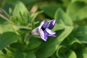 �뿪��ǳ��ɫ���Ȼ�