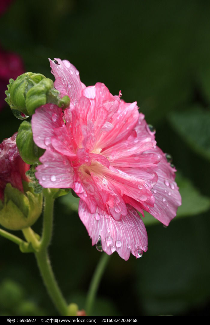 �࿪�ķۺ������ͼƬ