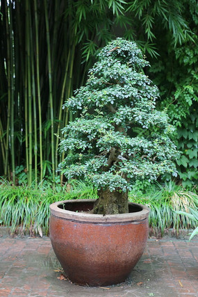 ����������辰