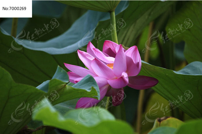 ����Ҷ����ĺɻ�ͼƬ