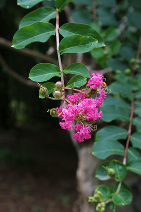 �ۺ�ɫ��ޱ����