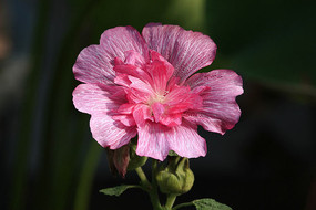 �ۺ������