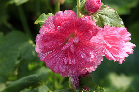 �ۺ������