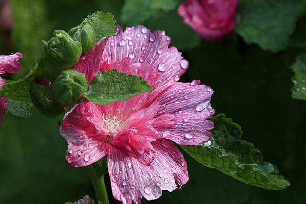 ��ɫ��ˮ��ĵ������