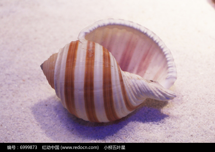 褐带鹑螺