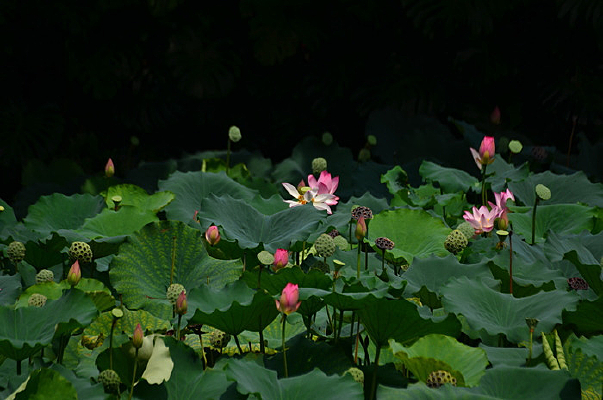 �����ɻ�����źҶƮ��ͼ