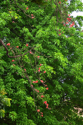 ��������Ҷ�������ͼƬ