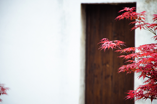 ��ɫ�ķ�Ҷ��