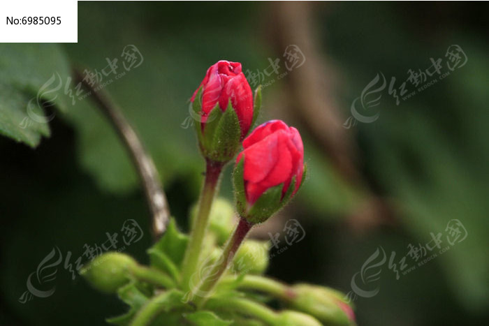 红色花苞