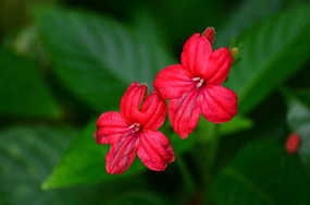 ��ɫС���羰ͼƬ