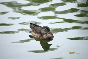 Ŀ��ת����Ѽ��
