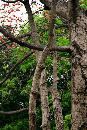 ľ�޻������羰ͼƬ