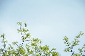 ���̵���ľ