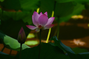 źҶɻͼƬ
