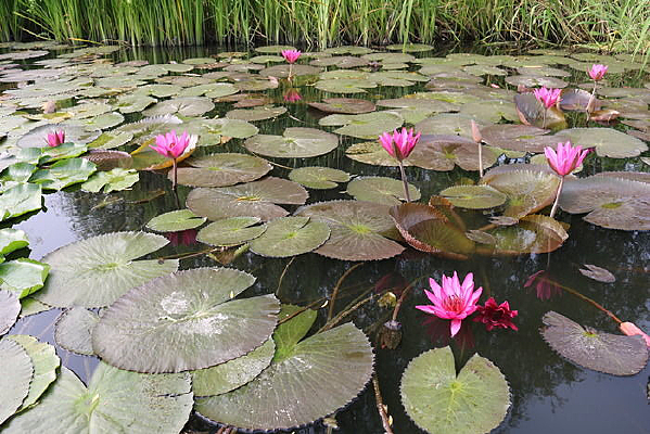 Ư������Ҷ��ɫ����