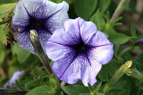 ǳ��ɫ�����Ȼ�