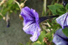 ǳ��ɫ���Ȼ�