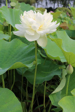 ���µ�Ҷ����ͤͤ�����İ׺ɻ�