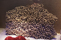 �����޼�׵����