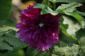 ʢ�����������