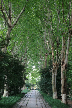 梧桐树林的秋季