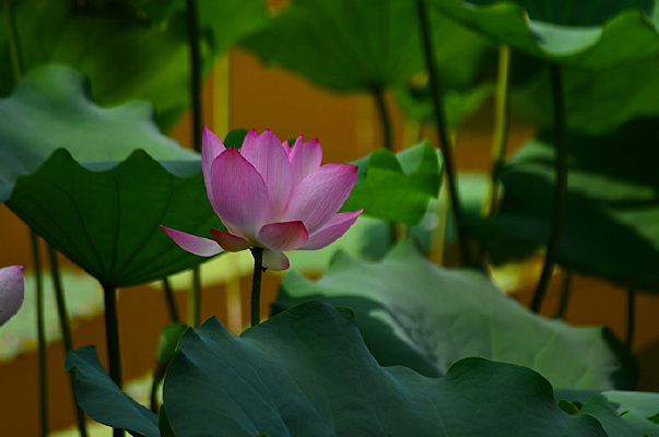 ���պ���