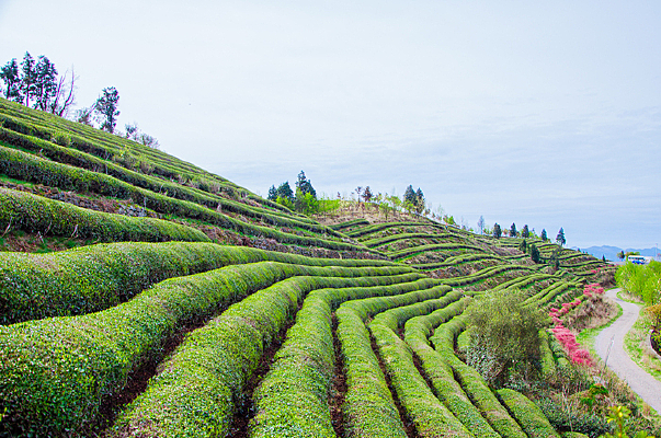 һ��Ƭ�Ĳ���