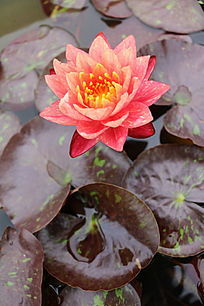 ������˯��