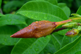 ˮĻ