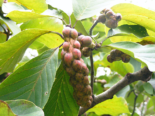 ������ʵ