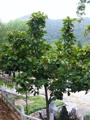 ����ֲ��