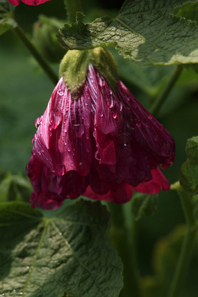 ��ɫ��ˮ��������