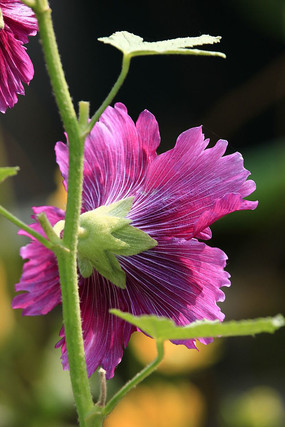 ��ɫ�ı��������