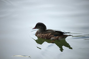 ���ڵ�Ѽ��