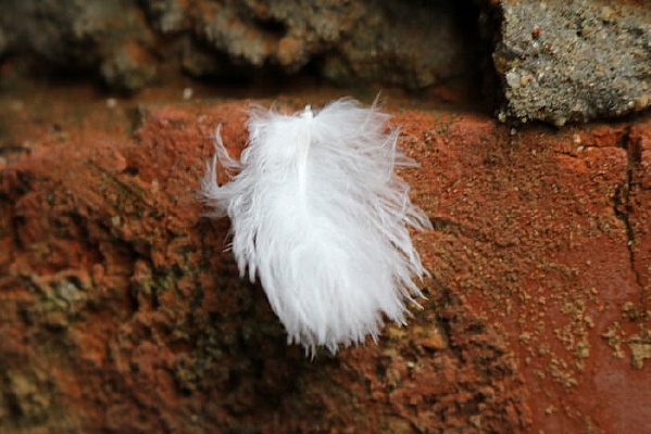 ��שǽ�ϵİ�ɫ��ë