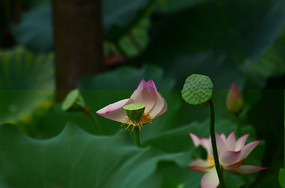 źҶͼƬ